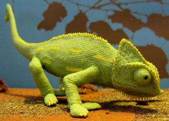 Female Baby Veiled Chameleon Safari Ltd