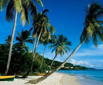 Tropical Wallpaper