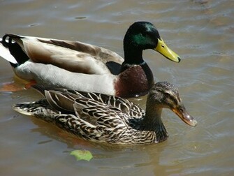 Sc South Carolina Bird Pictures Duck Like Birds
