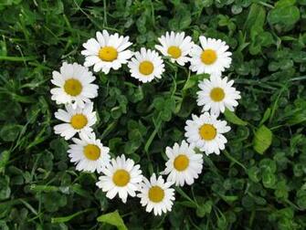 Daisy Background Wallpaper Image Pictures