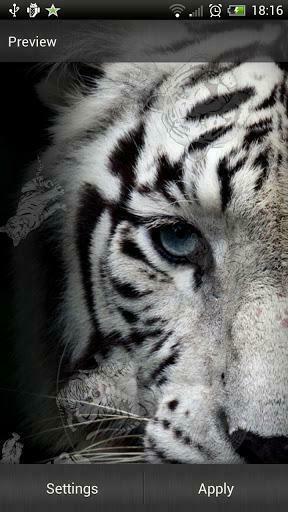 White Tiger Live Wallpaper For Android App