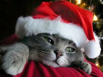To Enlarge The Cat Picture Format Just Click On It