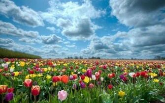 Wallpaper Flower Garden