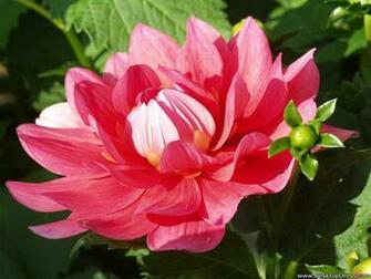 Desktop Wallpaper Flowers Background Big Dahlia