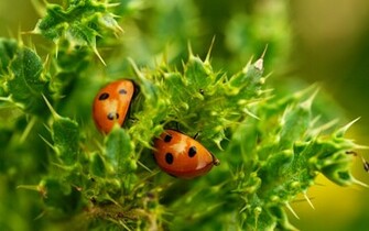 Ladybug Wallpaper Background
