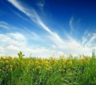 Wallpaper Nature Prairie Grassland Sky Grass Flowers Yellow Spring