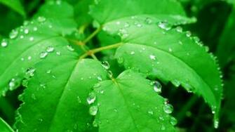 Green Leaf Water Drops
