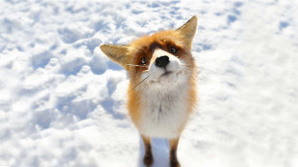 Cute Animal Anime Wallpaper