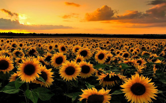 Sunflower Field At Sunset Full HD Wallpaper And Image