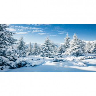 Amazon Csfoto Winter Scene Photo Backdrop