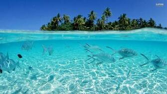 Tropical Fish Background