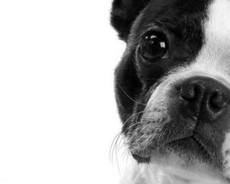 From The Daily Frenchie Yes There Is A