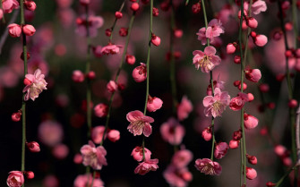 Pink Cherry Blossom Wallpaper