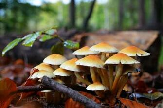 Mushroom Wallpaper