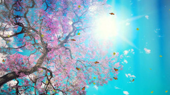 Sakura Sunlight 9c0zw277hso2p1ut Wallpaper