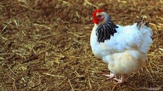 Hen Wallpaper HD Background Image Pics Photos