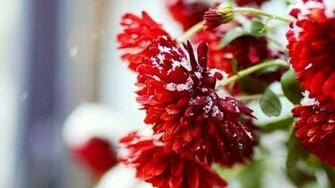 Winter Flower Wallpaper