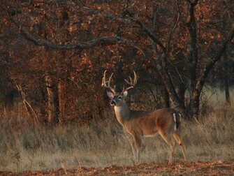 Deer Hunting With Bow Newhairstylesformen2014
