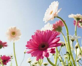 Spring Wallpaper