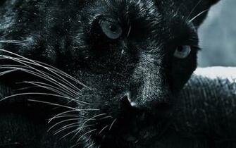 HD Jaguar Wallpaper In For Your Desktop