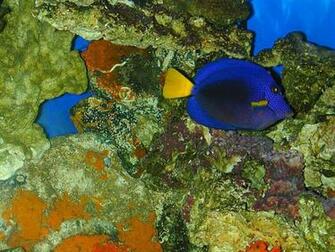 Tropical Fish Wallpaper Full