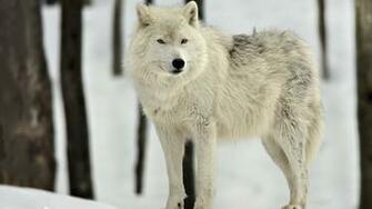 White Wolf Wallpaper