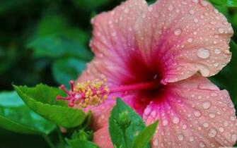 Hibiscus Wallpaper X Net