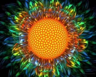 Sunburst Daisy Shown At X Right Or Alt Click To