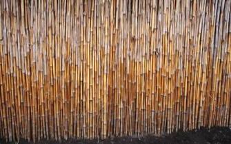 Wallpaper Background Bamboo Forest Resolution