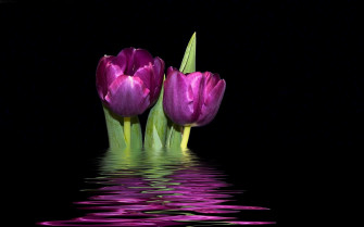 Tulip Nature Flower Wallpaper