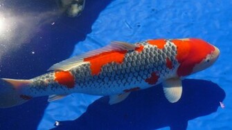 Koi Fish Wallpaper For Desktop