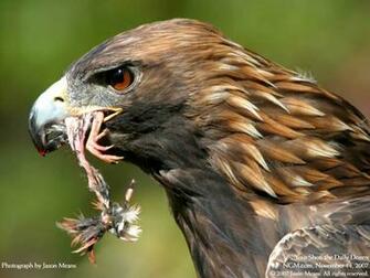 Birds Of Prey