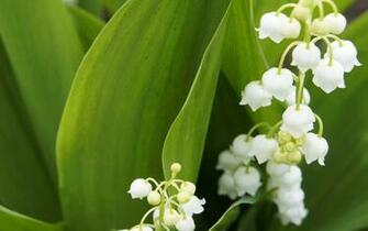 Pin HDw Eweb4 Wide Wallpaper Htm Picture