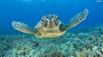 Turtle Wallpaper Photo Desktop