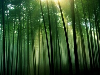 Silhouette Bamboo Forest Wallpaper Wallpaperlepi