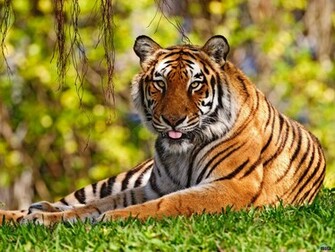 Animals Wallpaper The Best Animal You Ever Had Seen