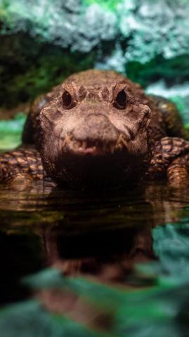 Wallpaper Alligator Crocodile Reptile