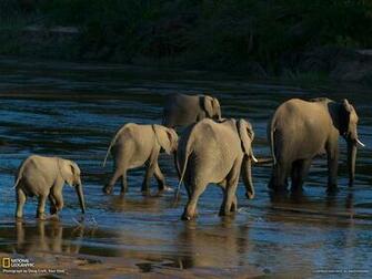 Picture Animal Wallpaper National Geographic Photo Of The Day