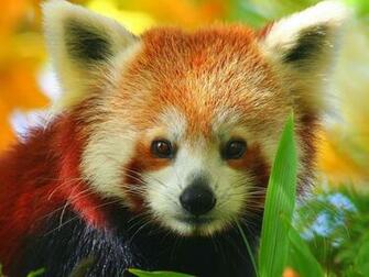 Red Panda Wallpaper HD For Desktop Full Size