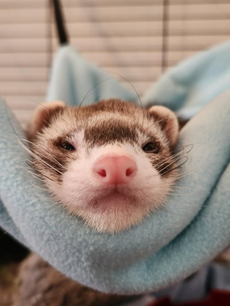 The Amount Of Cute Aggression I Feel Seeing This Little Face