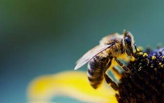 Bee Computer Wallpaper Desktop Background Id