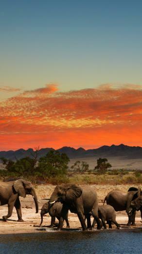 Elephants In African Savanna 4k Ultra HD Wallpaper Net