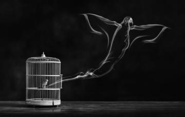 Wallpaper Dom Bird Cell Cage Alaa Al