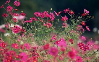 Pink Cosmos Flowers Wallpaper