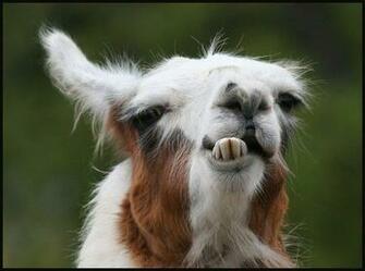Funny Llama Pictures Animal