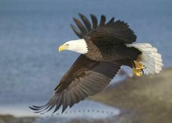 Birds Of North America Photo Information