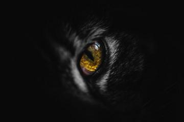 Black Cat With Blue Eyes Photo Image