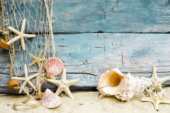 Sea Shells Wallpaper