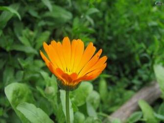 Related Wallpaper Flowers Orange Flower This