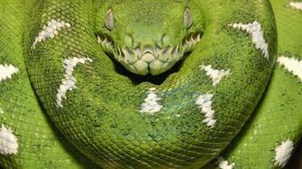 Snake HD Wallpaper High Quality